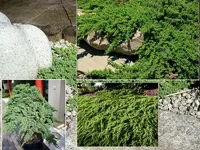 Чагарники фото і назви, садові чагарники, чагарники для саду (назви) Чагарники фото і назви, садові чагарники, чагарники для саду
