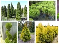 Чагарники фото і назви, садові чагарники, чагарники для саду (чагарники назви) Чагарники фото і назви, садові чагарники, чагарники для саду