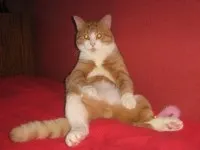 Купірування вух у собак