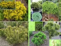 Чагарники фото і назви, садові чагарники, чагарники для саду (чагарники для саду) Чагарники фото і назви, садові чагарники, чагарники для саду
