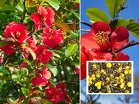 Чагарники фото і назви, садові чагарники, чагарники для саду (красиві чагарники) Чагарники фото і назви, садові чагарники, чагарники для саду