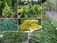 Чагарники фото і назви, садові чагарники, чагарники для саду (чагарники фото) Чагарники фото і назви, садові чагарники, чагарники для саду