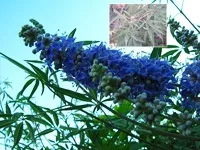 Чагарники фото і назви, садові чагарники, чагарники для саду (види чагарників) Чагарники фото і назви, садові чагарники, чагарники для саду