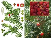 Чагарники фото і назви, садові чагарники, чагарники для саду (саду) Чагарники фото і назви, садові чагарники, чагарники для саду