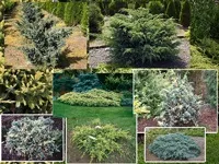 Чагарники фото і назви, садові чагарники, чагарники для саду (чагарники фото) Чагарники фото і назви, садові чагарники, чагарники для саду