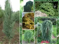 Чагарники фото і назви, садові чагарники, чагарники для саду (чагарники фото) Чагарники фото і назви, садові чагарники, чагарники для саду
