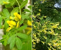 Чагарники фото і назви, садові чагарники, чагарники для саду (чагарники) Чагарники фото і назви, садові чагарники, чагарники для саду