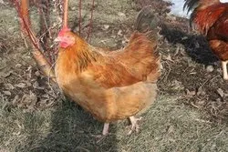 Кури несучки Кучинський ювілейні, опис породи, зміст, фото, відгуки - кури, форум про (породи) Кури несучки Кучинський ювілейні, опис породи, зміст, фото, відгуки - кури, форум про