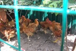 Кури несучки Кучинський ювілейні, опис породи, зміст, фото, відгуки - кури, форум про (кури) Кури несучки Кучинський ювілейні, опис породи, зміст, фото, відгуки - кури, форум про