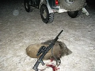 Хто чим стріляє кабана популярне зброю (ймовірність розриву ствола) Хто чим стріляє кабана популярне зброю