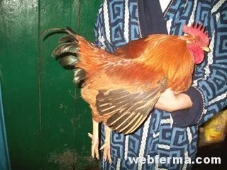 Кучинська ювілейна кура відгуки про породу (Кучинська) Кучинська ювілейна кура відгуки про породу