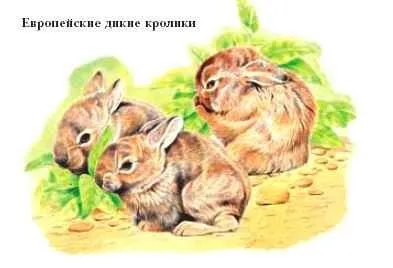 Кролики - це