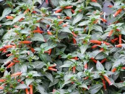 Куфея (cuphea) догляд і вирощування з насіння, фото видів - вогненно-червона куфея з описом