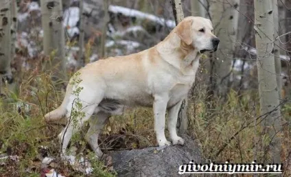 Лабрадор ретривер собака