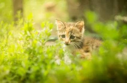 Їсти подано! Чи можна годувати кошеня куркою (куркою) Їсти подано! Чи можна годувати кошеня куркою