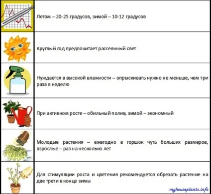 Куфея вогненно-червона - мої кімнатні рослини (куфея) Куфея вогненно-червона - мої кімнатні рослини