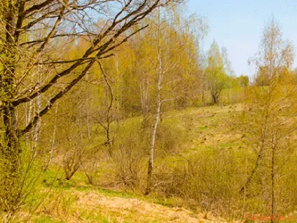 Ловля головня навесні, поради рибалкам (ловля) Ловля головня навесні, поради рибалкам