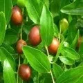Масло звіробою для шкіри обличчя (особи) Масло звіробою для шкіри обличчя