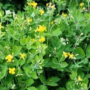 Масло чистотілу застосування, склад і властивості (застосування) Масло чистотілу застосування, склад і властивості