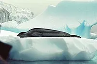 Морський леопард - це