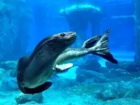 Морський леопард цікаві факти, фото в Антарктиді (Антарктиді) Морський леопард цікаві факти, фото в Антарктиді