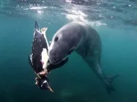 Морський леопард цікаві факти, фото в Антарктиді (морської) Морський леопард цікаві факти, фото в Антарктиді