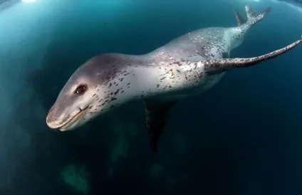 Морський леопард цікаві факти, фото в Антарктиді (відео) Морський леопард цікаві факти, фото в Антарктиді