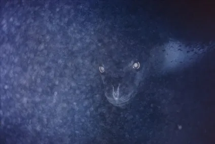 Морський леопард - небезпечний і жахливий (леопард) Морський леопард - небезпечний і жахливий