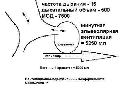 Хвилинний обсяг дихання 1