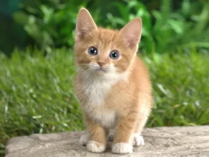 Милі коти - як вибрати свого вихованця (коти) Милі коти - як вибрати свого вихованця