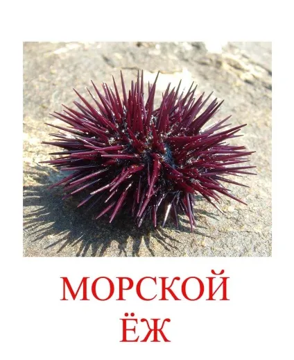 Морські тварини картинки для дітей (тварини картинки дітей) Морські тварини картинки для дітей