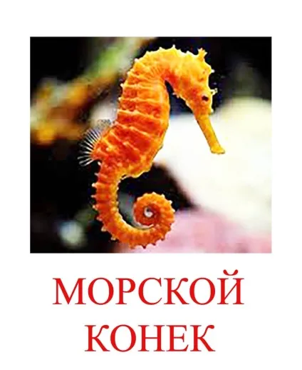 Морські тварини картинки для дітей (тварини картинки дітей) Морські тварини картинки для дітей