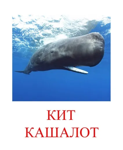 Морські тварини картинки для дітей (морські) Морські тварини картинки для дітей