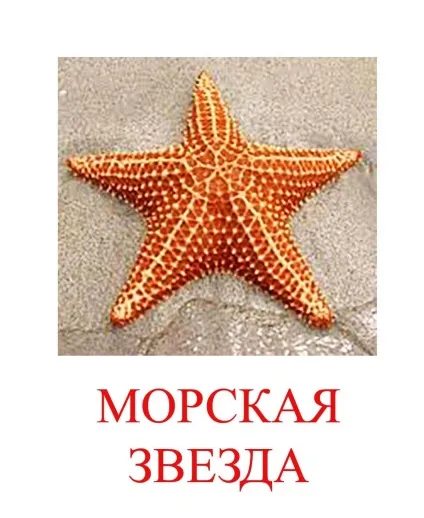 Морські тварини картинки для дітей (картинки) Морські тварини картинки для дітей