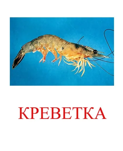 Морські тварини картинки для дітей (тварини) Морські тварини картинки для дітей