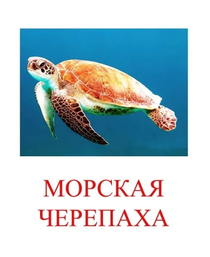Морські тварини картинки для дітей (морські) Морські тварини картинки для дітей