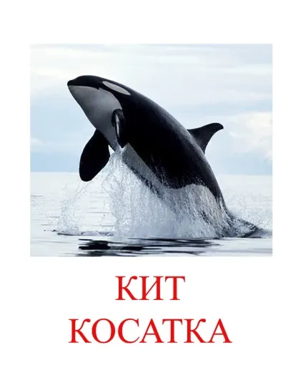 Морські тварини картинки для дітей (картинки) Морські тварини картинки для дітей