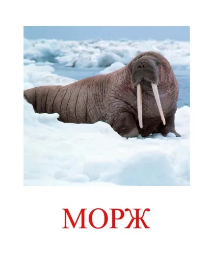 Морські тварини картинки для дітей (тварини картинки дітей) Морські тварини картинки для дітей