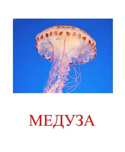 Морські тварини картинки для дітей (морські) Морські тварини картинки для дітей