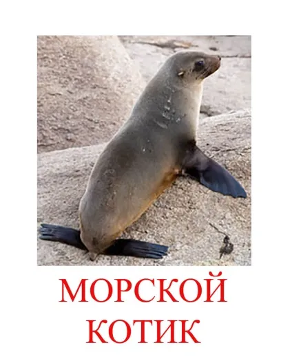 Морські тварини картинки для дітей (тварини) Морські тварини картинки для дітей