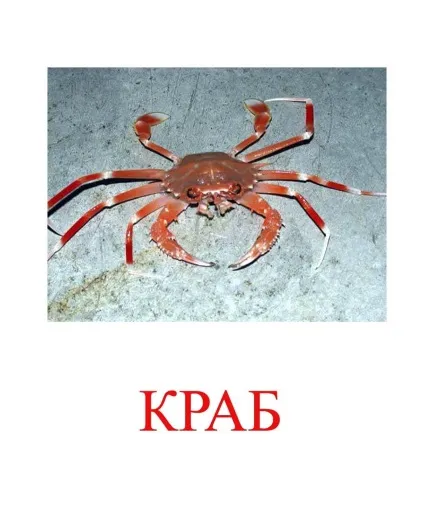 Морські тварини картинки для дітей (морські) Морські тварини картинки для дітей