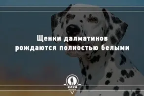 Морський леопард - небезпечний і жахливий (леопард) Морський леопард - небезпечний і жахливий