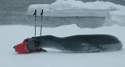 Морський леопард - небезпечний і жахливий (леопард) Морський леопард - небезпечний і жахливий