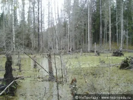Наше фсёё або ще раз про неопрене (неопрене) Наше фсёё або ще раз про неопрене