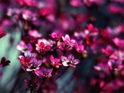 Народні прикмети про квіти (кольорах) Народні прикмети про квіти