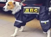 Новорічні костюми для собак (спектрі дії препарату) Новорічні костюми для собак