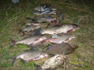 Нічна ловля ляща коропа сазана на донку з гумовим амортизатором (сазана) Нічна ловля ляща коропа сазана на донку з гумовим амортизатором