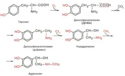 Норадреналін - гормон хижаків, clevermindru (гормон) Норадреналін - гормон хижаків, clevermindru