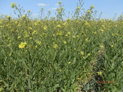 нульова технологія