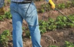 Оформляємо ділянки між будинком і парканом (ділянки) Оформляємо ділянки між будинком і парканом